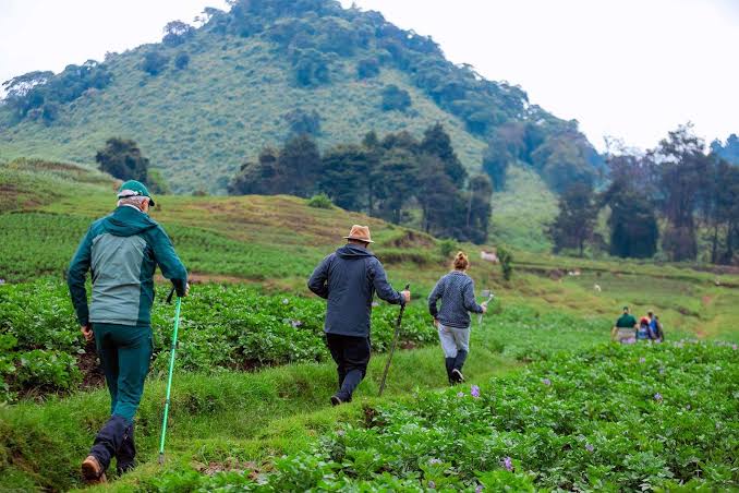 Trekking Poles for Gorilla Hikes: Who Needs Them?