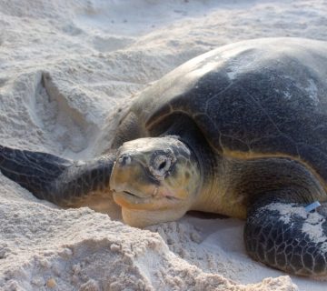 Turtle Nesting Beaches in Tanzania and Kenya: Responsible Viewing Rules