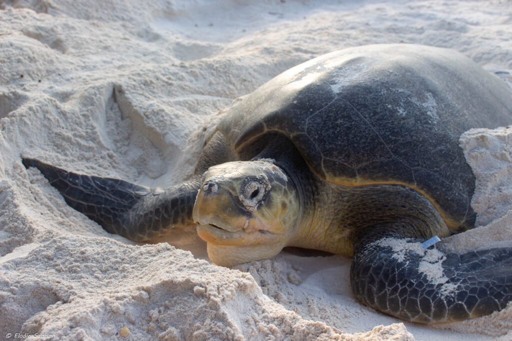Turtle Nesting Beaches in Tanzania and Kenya: Responsible Viewing Rules