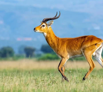 Uganda Kob: The Antelope on the Coat of Arms
