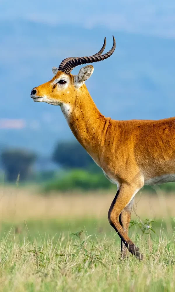 Uganda Kob: The Antelope on the Coat of Arms