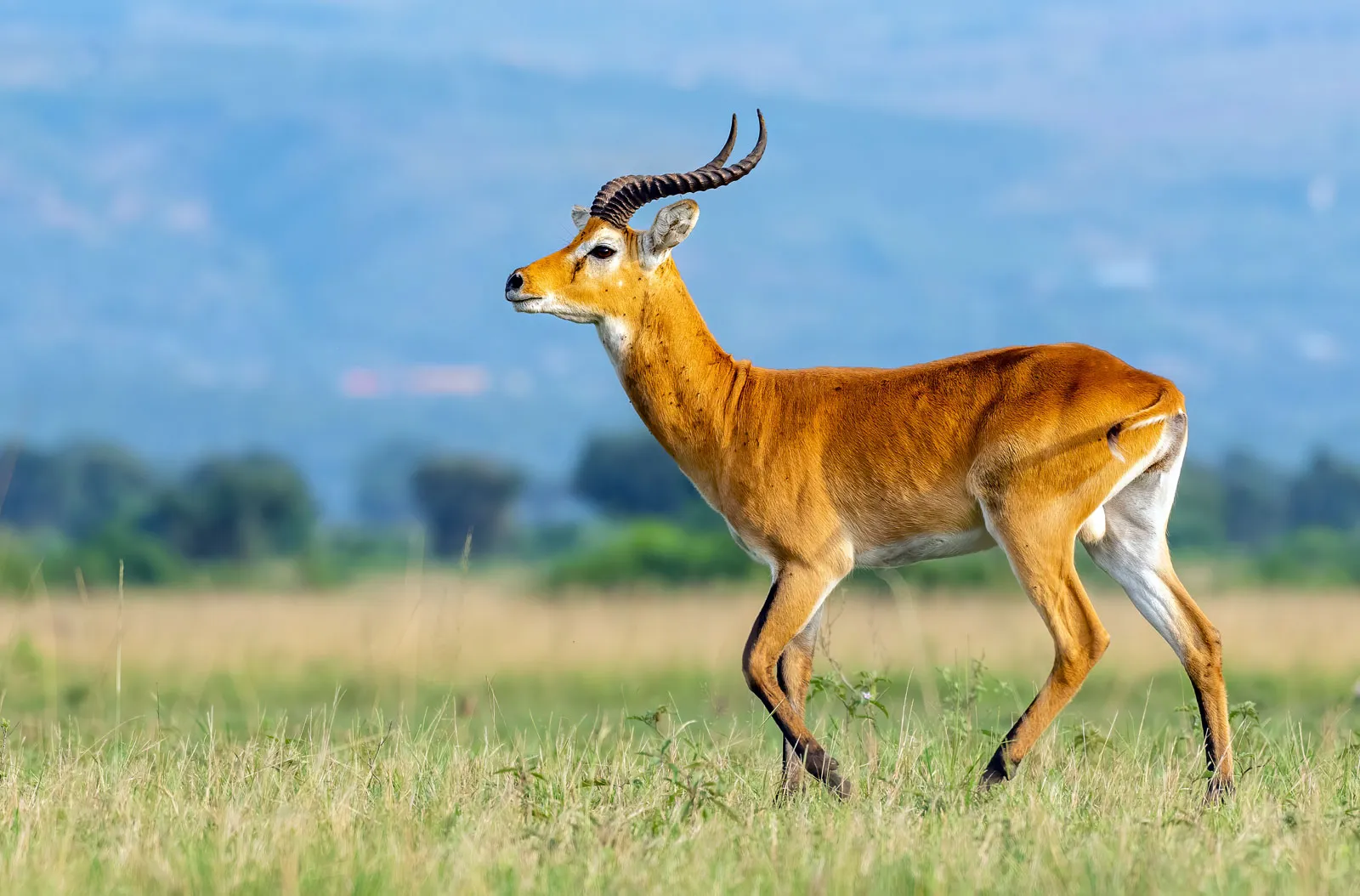 Uganda Kob: The Antelope on the Coat of Arms