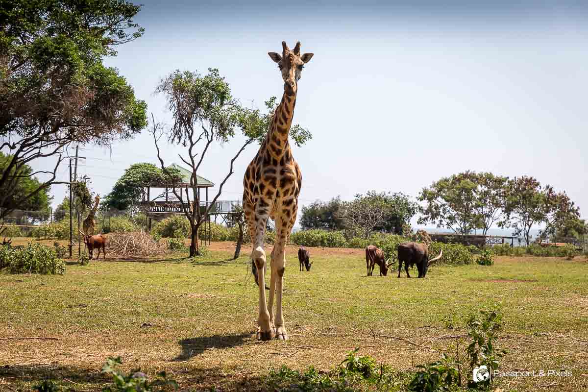 Uganda Wildlife Education Centre A Family Day Out in Entebbe for Visitors