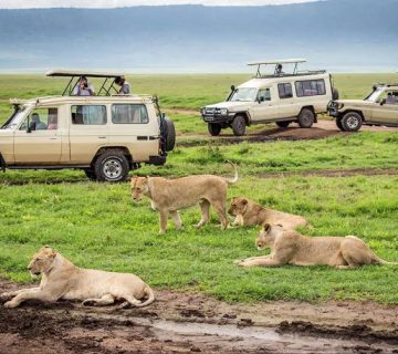 Uganda vs Kenya for a First Safari: Cost, Wildlife and Crowds Compared