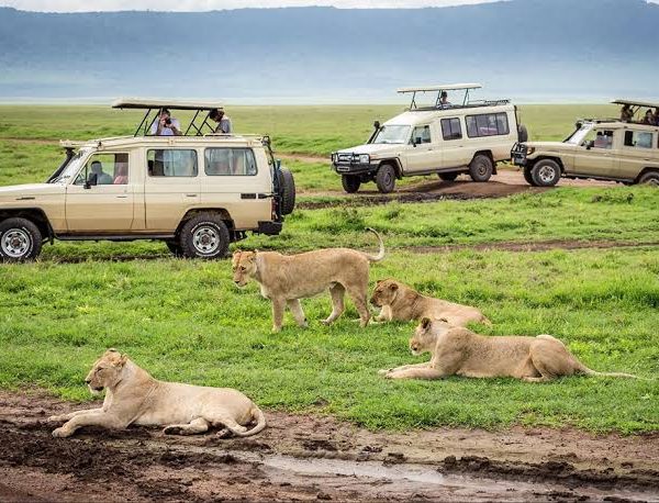 Uganda vs Kenya for a First Safari: Cost, Wildlife and Crowds Compared