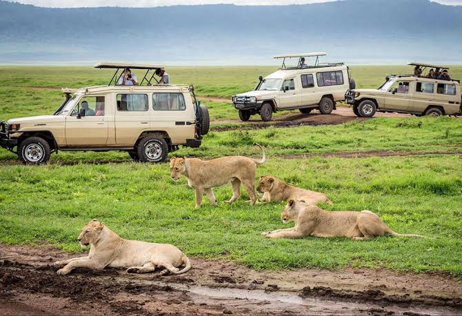 Uganda vs Kenya for a First Safari: Cost, Wildlife and Crowds Compared