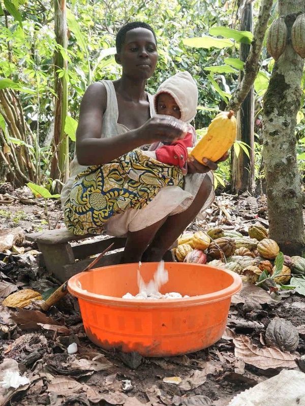 Ugandan Chocolate and Cocoa: Bundibugyo's Hidden Industry