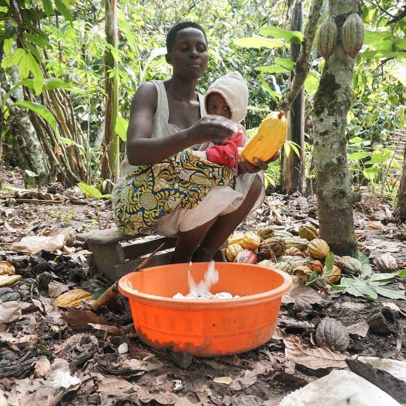 Ugandan Chocolate and Cocoa Ugandan Chocolate and Cocoa: Bundibugyo's Hidden Industry
