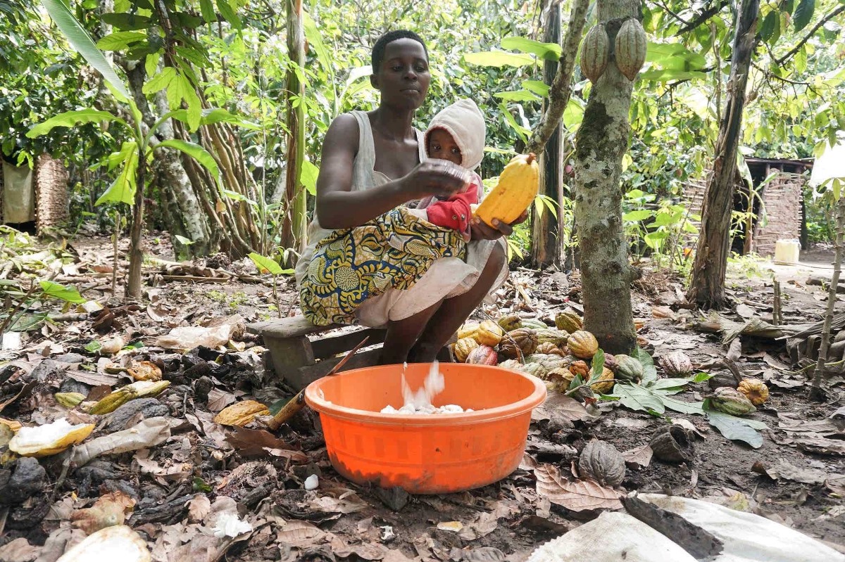 Ugandan Chocolate and Cocoa: Bundibugyo's Hidden Industry