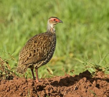 Using Merlin and eBird on an East African Safari