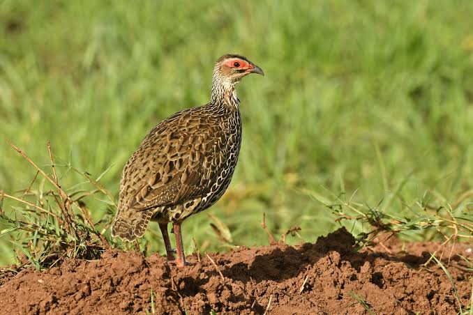 Using Merlin and eBird on an East African Safari