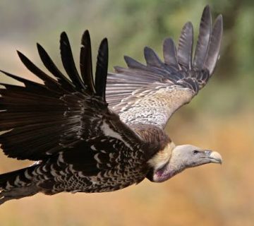 Vulture Decline in Africa and Why It Matters