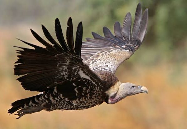 Vulture Decline in Africa and Why It Matters