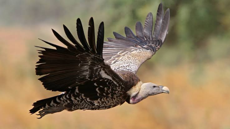 Vulture Decline in Africa and Why It Matters