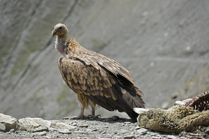Vultures at a Carcass: Roles by Species and Why Declines Matter