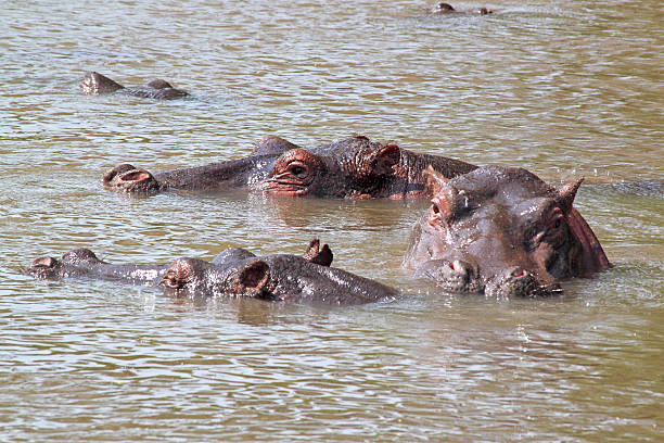Walking in Camp at Night: Hippo Rules and Escort Procedures