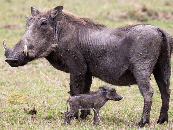 Warthogs: The Charming Pigs of the Savanna