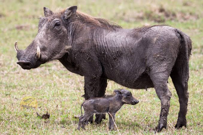 Warthogs Warthogs: The Charming Pigs of the Savanna