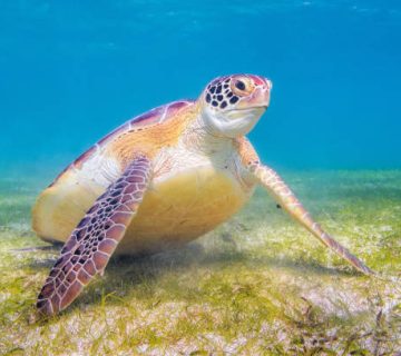 Watamu Marine Park: Turtles, Snorkelling and Mida Creek Birds