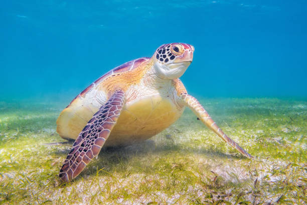 Watamu Marine Park: Turtles, Snorkelling and Mida Creek Birds