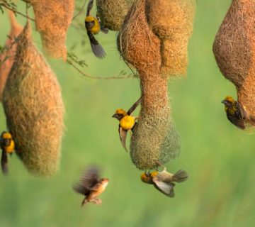 Weaver Colonies