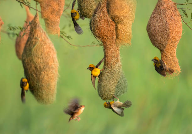 Weaver Colonies