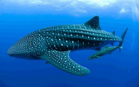 Whale Shark Snorkelling in Mafia Island