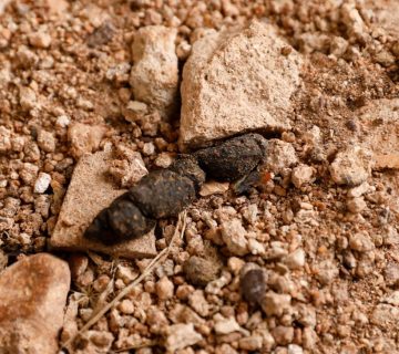 What Animal Droppings Tell Your Guide