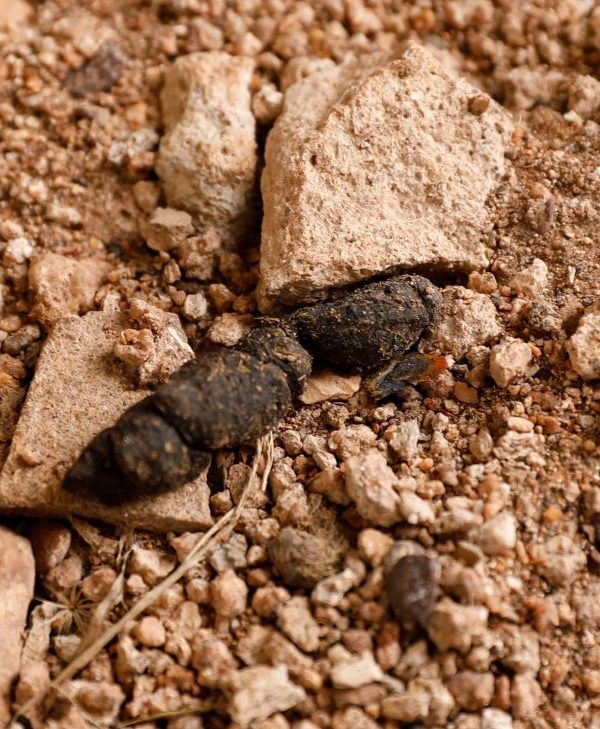 What Animal Droppings Tell Your Guide