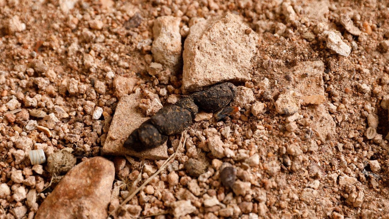 What Animal Droppings Tell Your Guide