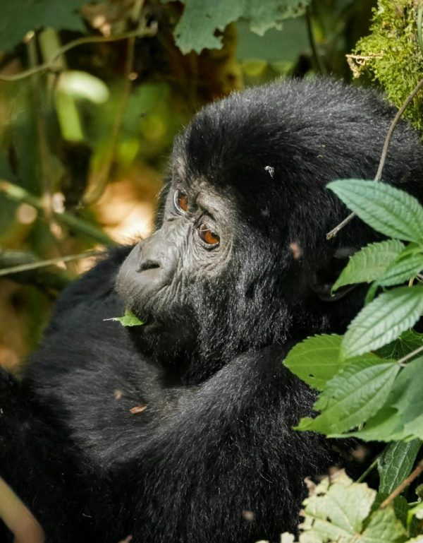 What Happens to Your Gorilla Safari Permit If You Get Sick 600x769