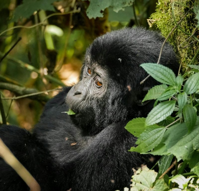 What Happens to Your Gorilla Safari Permit If You Get Sick What Happens to Your Gorilla Safari Permit If You Get Sick