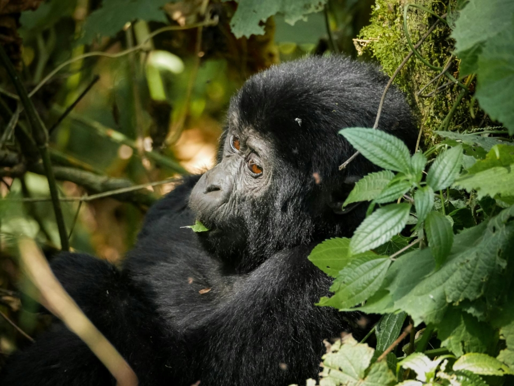 What Happens to Your Gorilla Safari Permit If You Get Sick