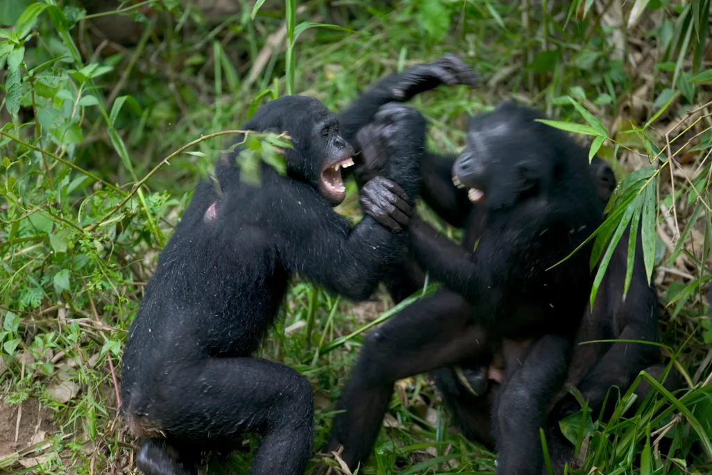What to Do When a Male Chimpanzee Charges Past You