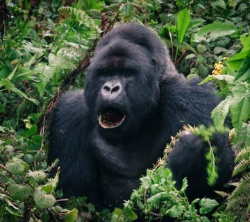 What to Do if a Gorilla Charges During Your Trek