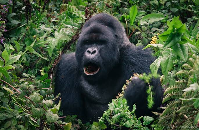 What to Do if a Gorilla Charges During Your Trek