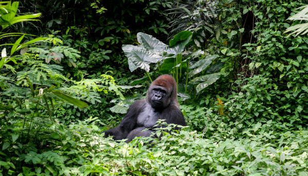 Where Gorilla Permit Money Goes: Parks, Rangers and Communities