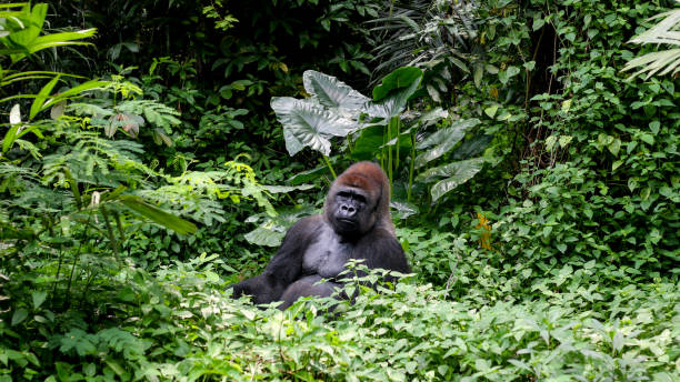 Where Gorilla Permit Money Goes: Parks, Rangers and Communities
