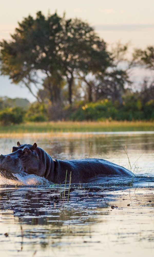Where Hippos Walk at Night and Why They Leave the Water