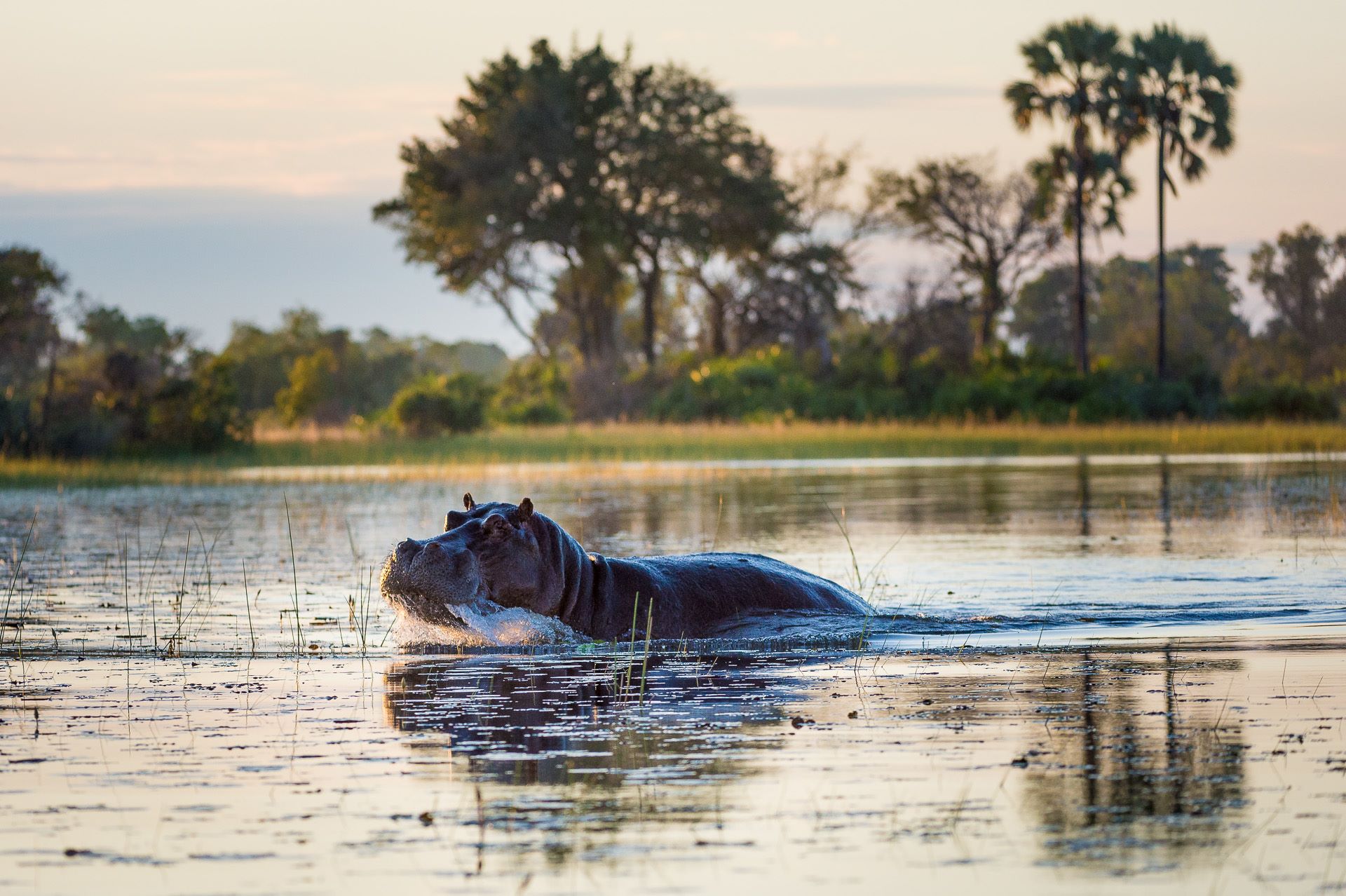 Where Hippos Walk at Night and Why They Leave the Water