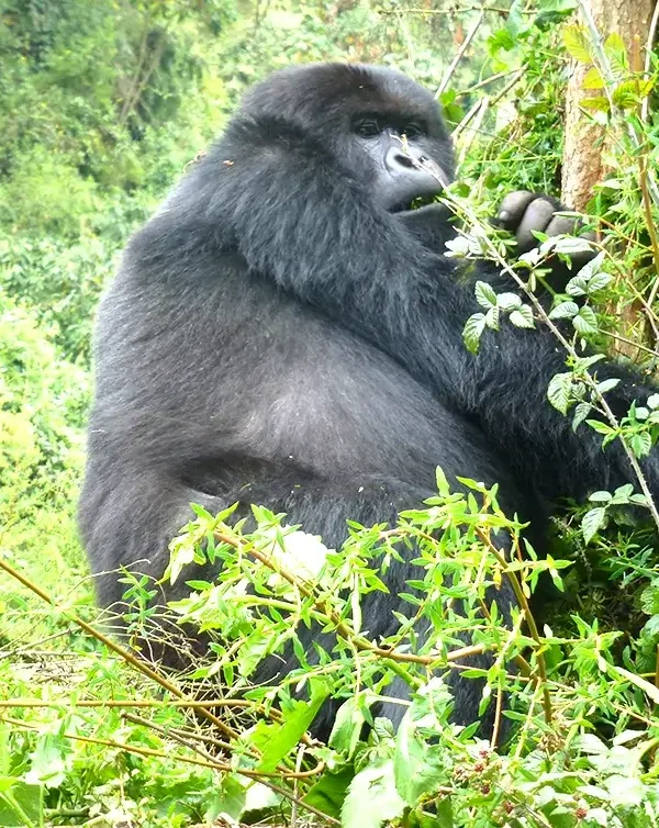 Which Bwindi Sector Has the Easiest Gorilla Hikes?