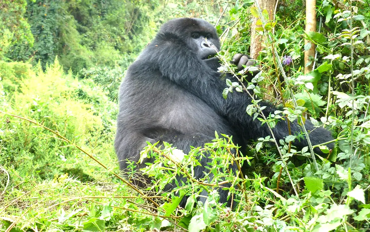 Which Bwindi Sector Has the Easiest Gorilla Hikes?