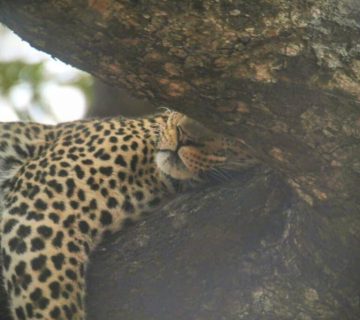 Why Guides Share Sightings on the Radio: How Teamwork Finds Leopards