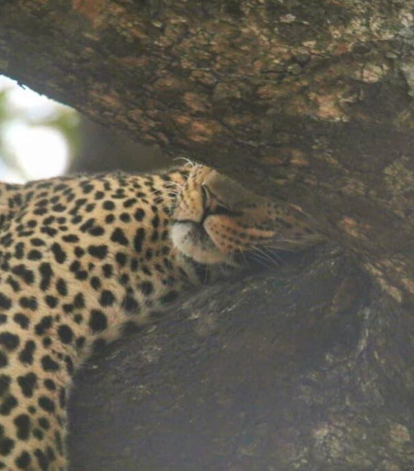 Why Guides Share Sightings on the Radio: How Teamwork Finds Leopards