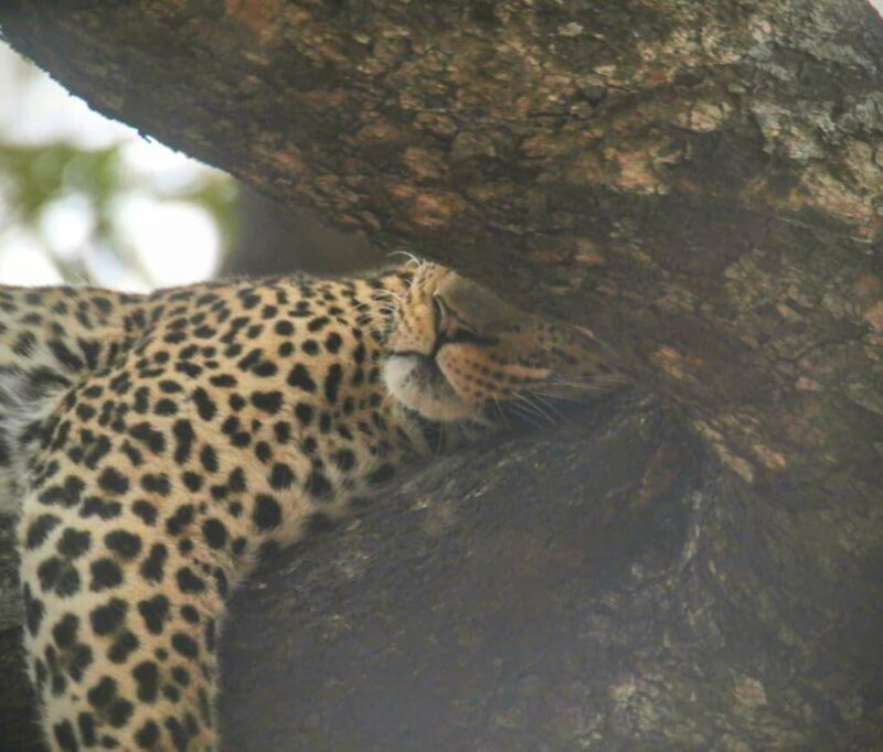 Why Guides Share Sightings on the Radio Why Guides Share Sightings on the Radio: How Teamwork Finds Leopards
