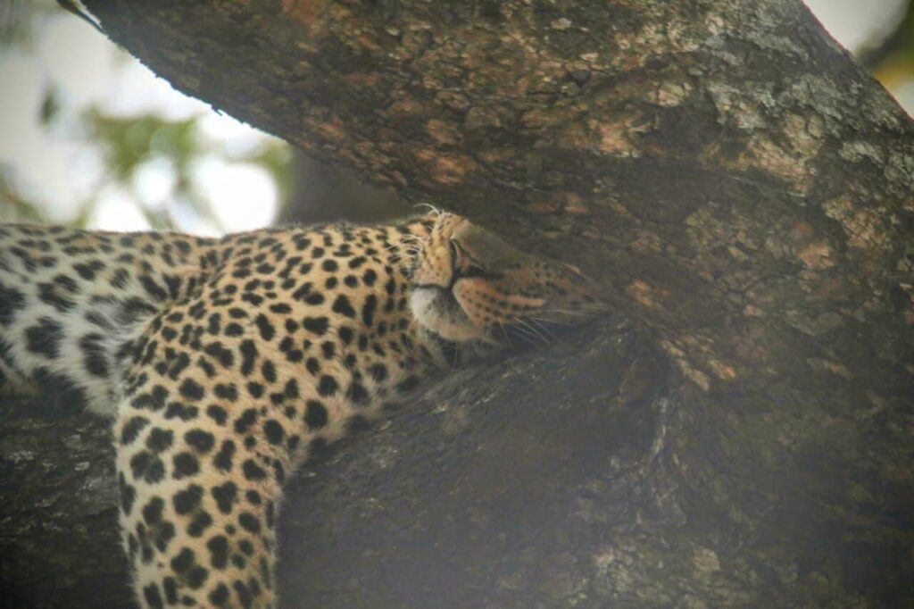 Why Guides Share Sightings on the Radio: How Teamwork Finds Leopards