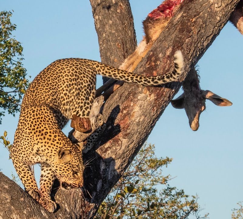 Why Leopards Haul Kills Into Trees Why Leopards Haul Kills Into Trees