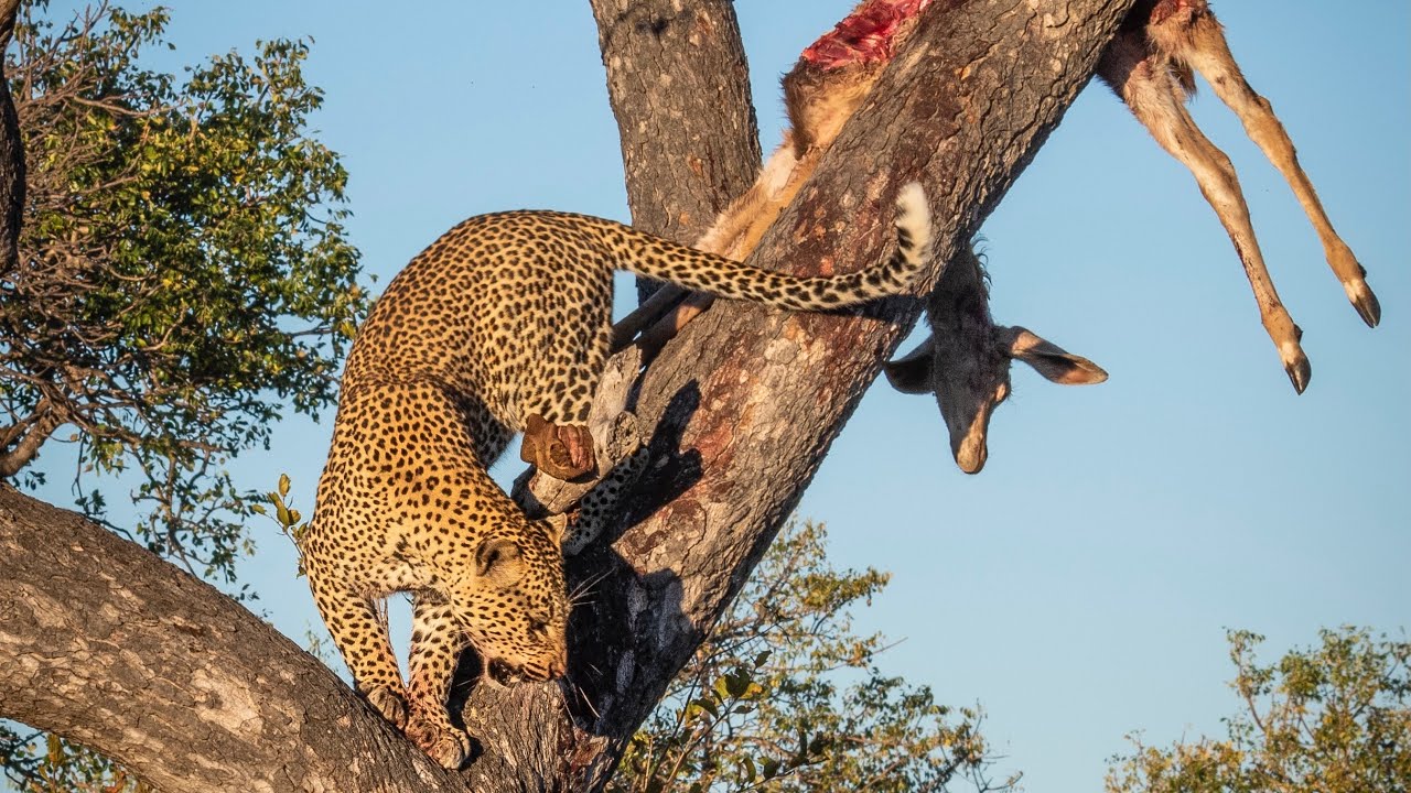 Why Leopards Haul Kills Into Trees