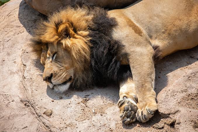 Why Lions Sleep So Much Why Lions Sleep So Much: A Day in the Life of a Pride