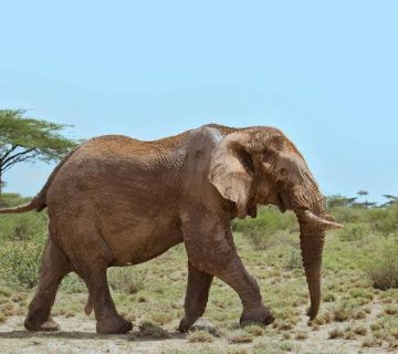 Why Park Fees Rise: How Revenue Funds Anti Poaching and Local Schools